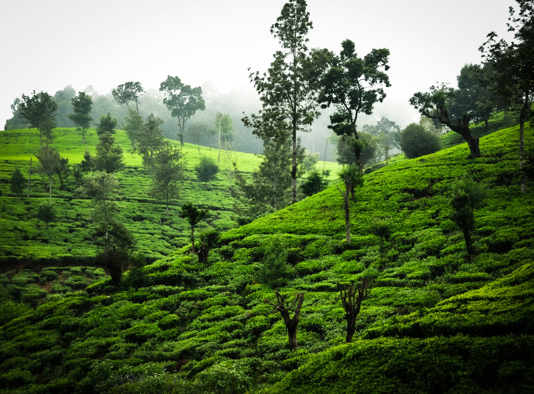 Green tea country in Sri Lanka's central hills